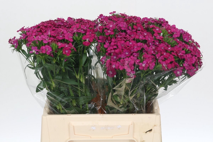 <h4>Dianthus Br Amazon Neon Cherry</h4>