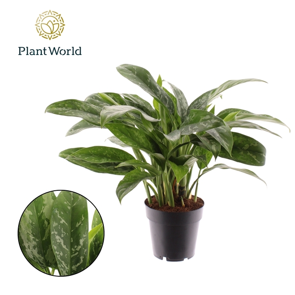 <h4>Aglaonema Green Lady</h4>
