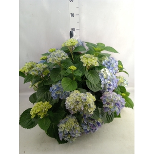 Hydrangea mac. 'Hi River'