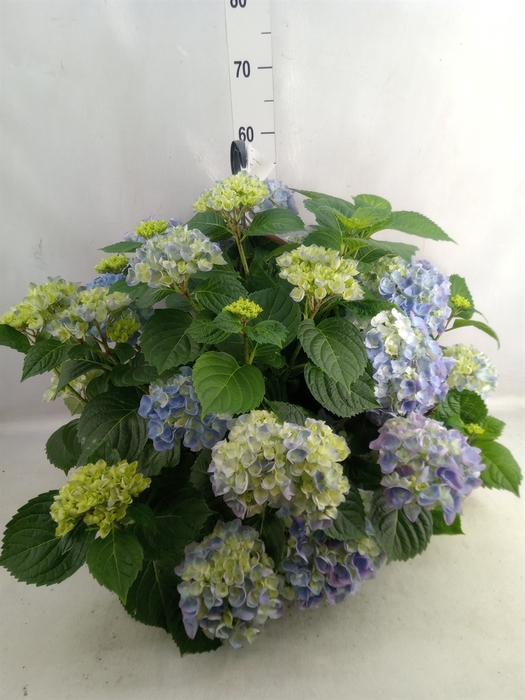 <h4>Hydrangea mac. 'Hi River'</h4>