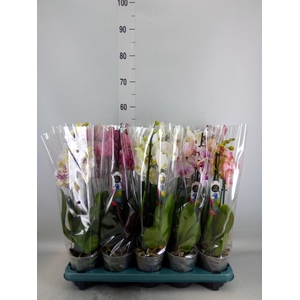 Phalaenopsis   ...mix  5