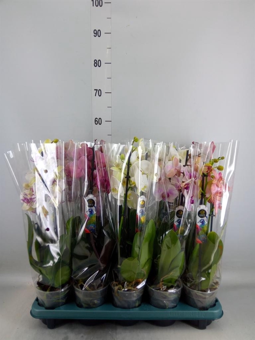 <h4>Phalaenopsis   ...mix  5</h4>