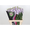 Matthiola Iron Marine