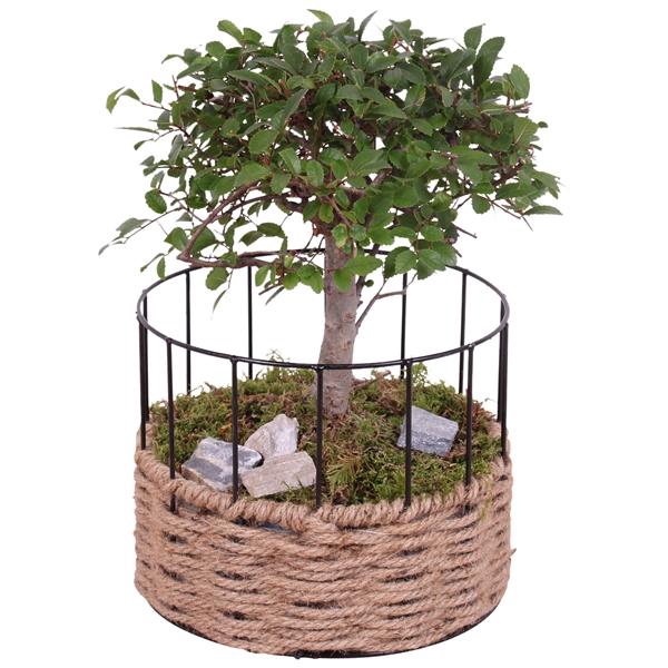 <h4>Bonsai Indoor Ø20cm Ball Shape in Frame Rope Pot Round Ø21cm</h4>