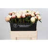 Paeonia Ann Cousins