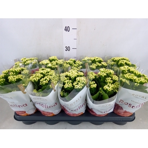 Kalanchoe blos. 'RosDon Dione'