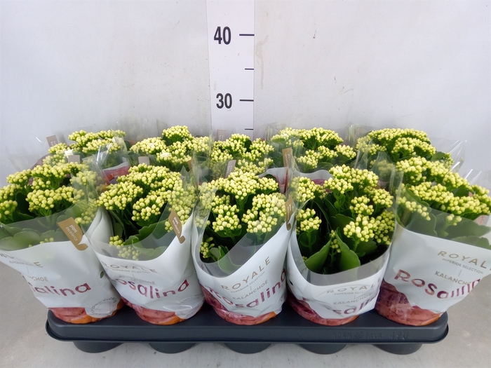 <h4>Kalanchoe blos. 'RosDon Dione'</h4>