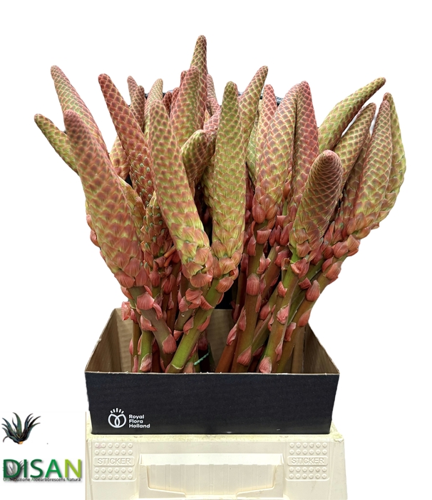 <h4>ALOE ARBORESCENS</h4>