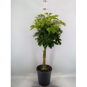 Schefflera arbor. 'Compacta'