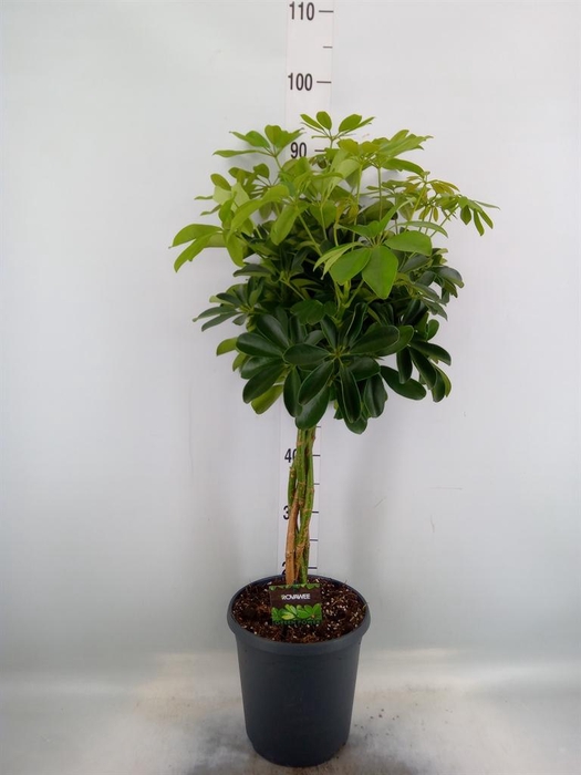 <h4>Schefflera arbor. 'Compacta'</h4>