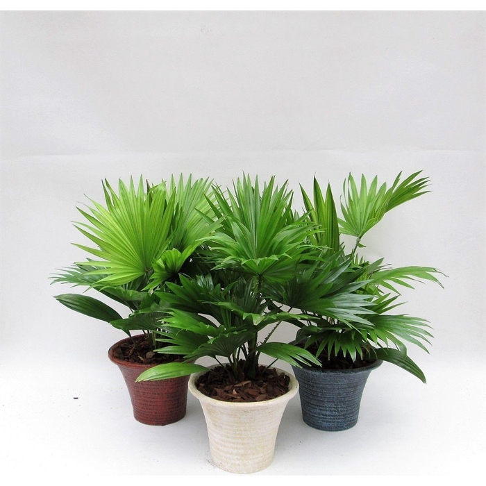 <h4>LIVISTONA ROTUNDIFOL</h4>