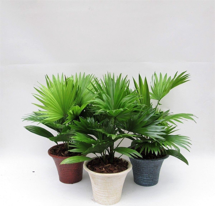 <h4>Livistona rotundifolia hosta small met schors</h4>