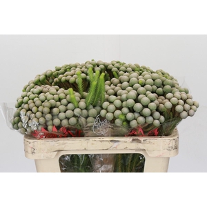 Cape Green Albiflora Silver Moon