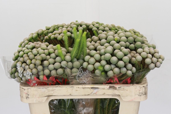 <h4>Cape Green Albiflora Silver Moon</h4>