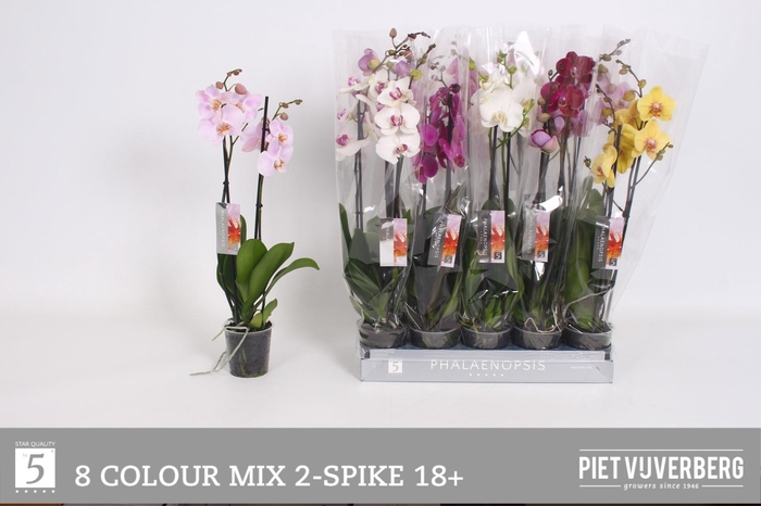 <h4>PHAL GEM 8 KL</h4>