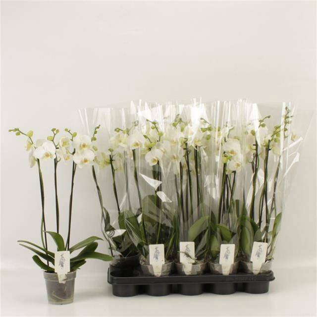<h4>PHAL OV WIT</h4>