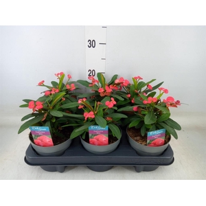 Euphorbia milii 'Maxi Olympia'