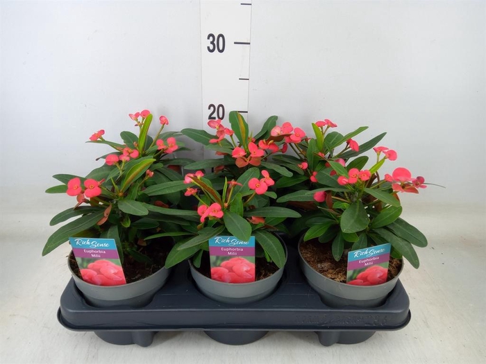 <h4>Euphorbia milii 'Maxi Olympia'</h4>
