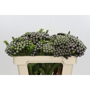 Cape Green Albiflora