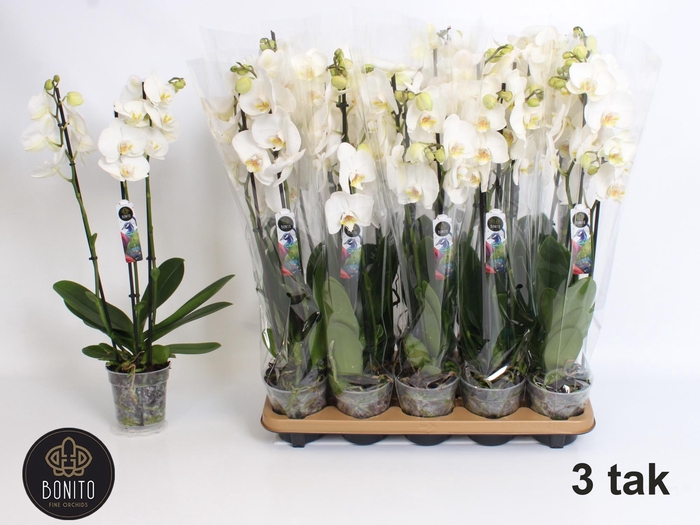 <h4>PHAL AN NOTTINGHAM</h4>