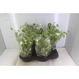 PEPEROMIA SCANDENS C21