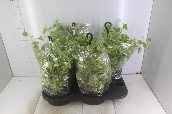 <h4>PEPEROMIA SCANDENS C21</h4>