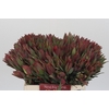 Leucadendron Highlight