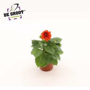 Dahlia (rood)