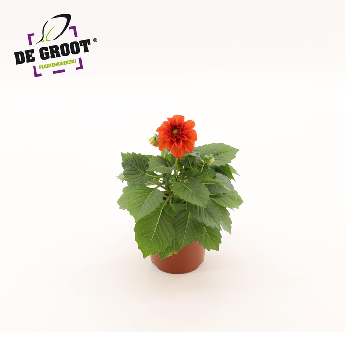 <h4>Dahlia (rood)</h4>