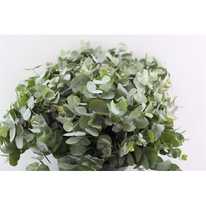Euca Cinerea 50 Cm P Stem