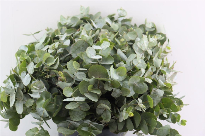 <h4>Euca Cinerea 50 Cm P Stem</h4>