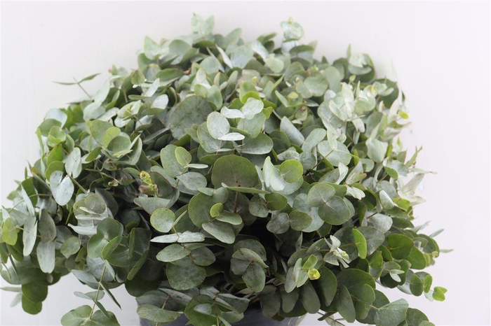<h4>Euca Cinerea 50-55 Cm P Stem</h4>