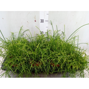 Rhipsalis   ...
