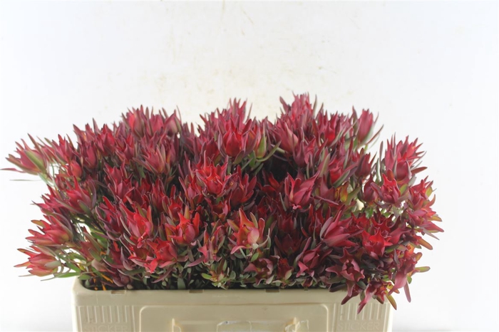 <h4>Leucad Sal Blush Xxl</h4>