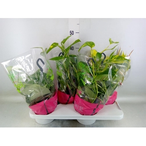 Epipremnum pinn.   HG  ...mix