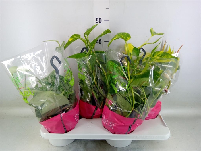 <h4>Epipremnum pinn. HG ...mix</h4>