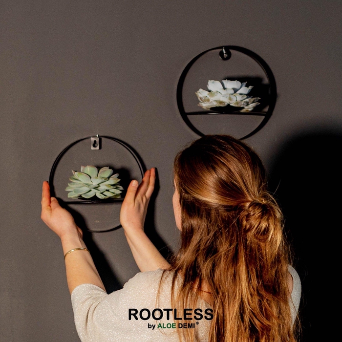 <h4>ROOTLESS Echeveria, Black metal for wall</h4>
