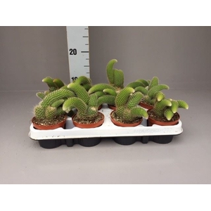 Cactus   ...