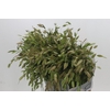 Chasmanthium Green
