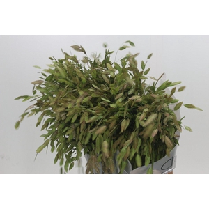 Chasmanthium Green