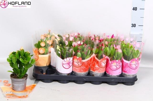 <h4>SCHLUMB GEM 4 KL</h4>