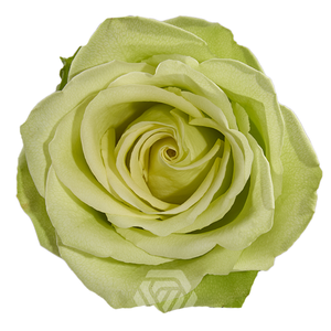 R GR GREEN ROMANCE Tessa