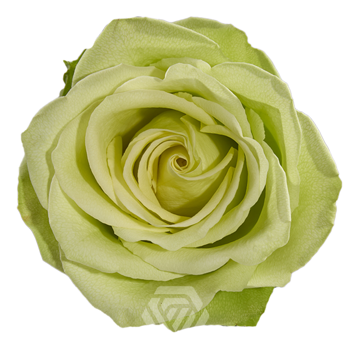 <h4>R GR GREEN ROMANCE Tessa</h4>