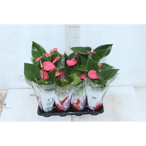 ANTHURIUM ROSA P06
