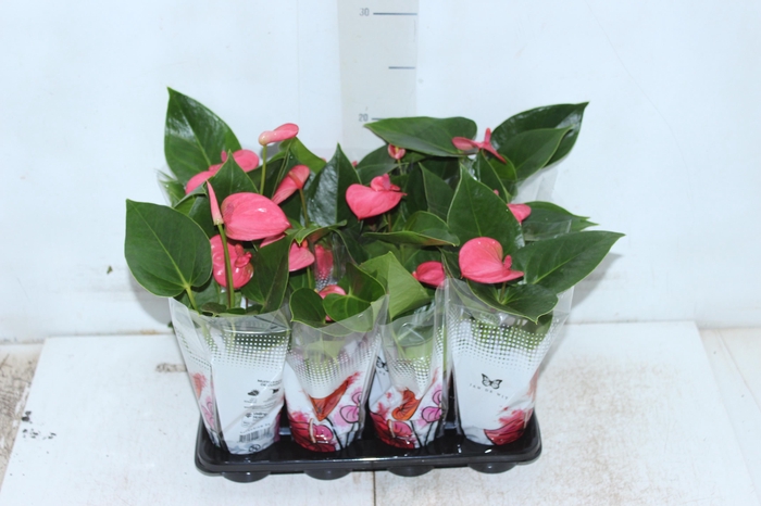 <h4>ANTHURIUM ROSA P06</h4>