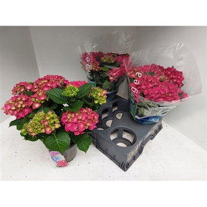 Hydrangea rood