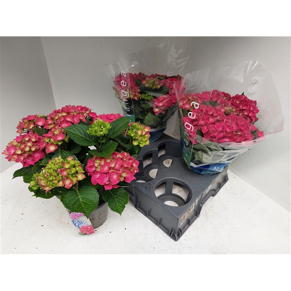 <h4>Hydrangea rood</h4>