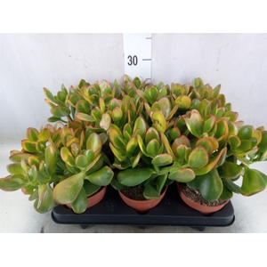 Crassula ovata 'Sunset'