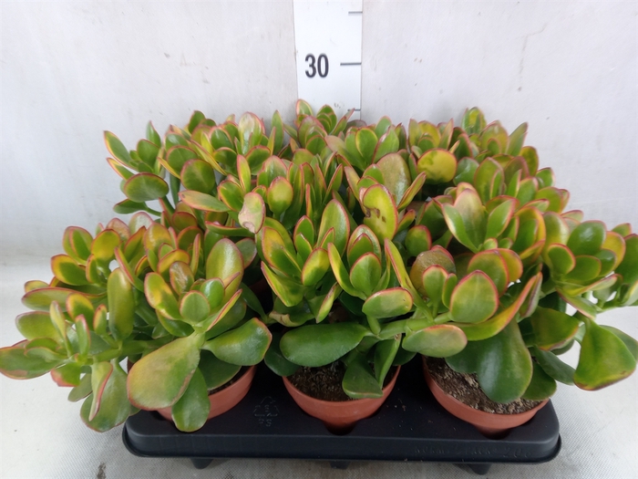 <h4>Crassula ovata 'Sunset'</h4>