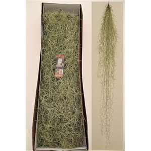 TILLANDSIA USNEOIDE